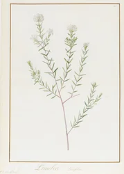 Pimelea Linifolia, 1812